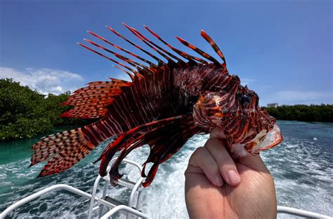 How Venomous Is a Lionfish Sting? - Lionfish Divers