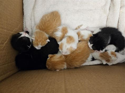 It's a purr-fect time to adopt or foster cats at Lollypop Farm - WHEC.com