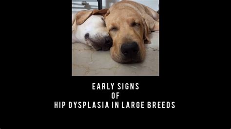 Early signs of Dog hip dysplasia || Labrador Siblings – HousePetsCare.com