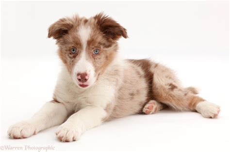 Dog: Red merle Border Collie puppy