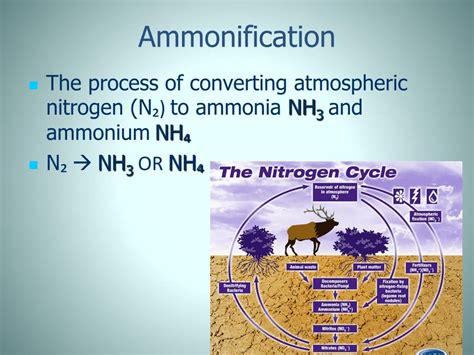 Ammonification Nitrogen Cycle Definition - DEFINITION GHW