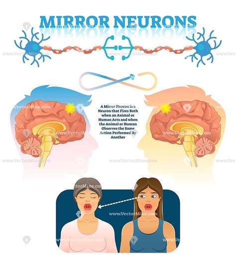 Mirror neurons concept vector illustration infographic | Mirror neuron, Neurons, Brain activities