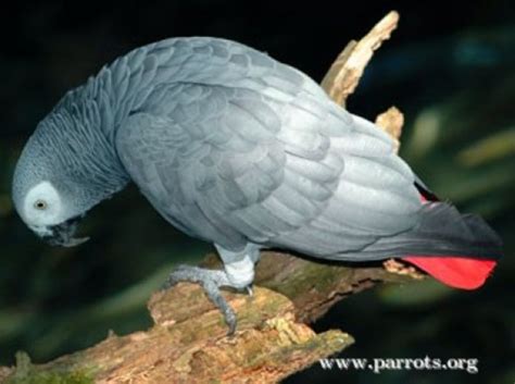 African Grey Parrot Diet | A Listly List