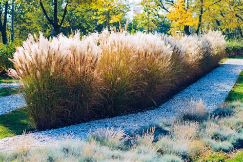 Your Guide To Ornamental Grasses - TERRA Greenhouses