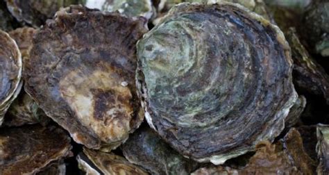 Oysters return to the North Sea - WUR