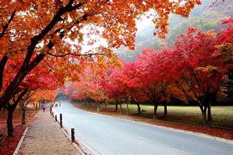 An Ultimate Guide to Autumn in Korea: Fall Foliage Forecast 2022