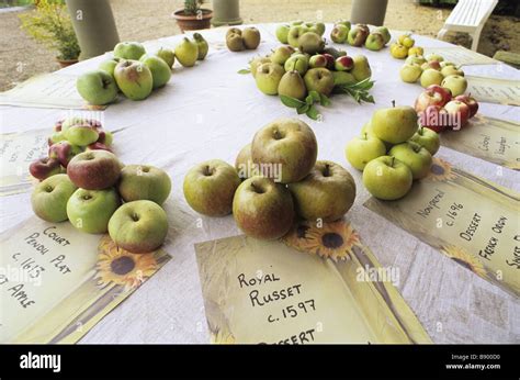 Old english apple varieties hi-res stock photography and images - Alamy