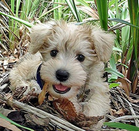 The temperament and personality-traits of the Schnoodle reflect its ...