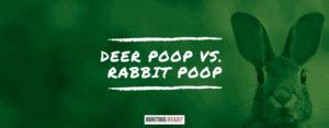 Deer Poop Vs. Rabbit Poop: How Can You Tell The Difference? : Hunting heart