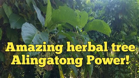 Amazing herbal tree | Alingatong - YouTube