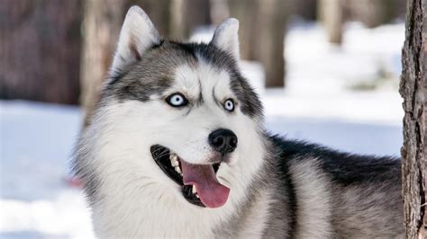 Siberian Husky Dog Wallpapers - Wallpaper Cave