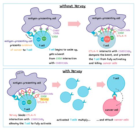 Yervoy Mechanism Of Action