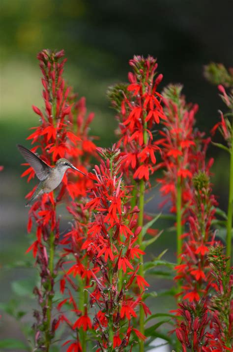 Lobelia cardinalis Cardinal Flower | Prairie Moon Nursery