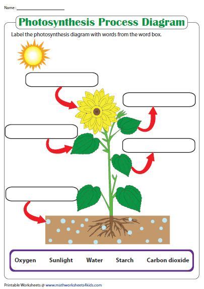 Label the Photosynthesis Diagram | Photosynthesis worksheet, Science ...