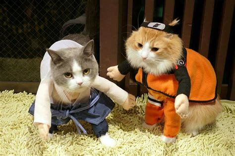 Haha Naruto and Sasuke Cute Cosplay ♥♥♥ #Kittens #SoCute | Gattini