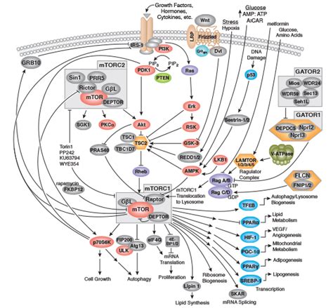 mTOR Signaling Interactive Pathway | Cell Signaling Technology