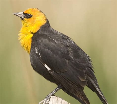 YELLOW-HEADED BLACKBIRD | The Texas Breeding Bird Atlas