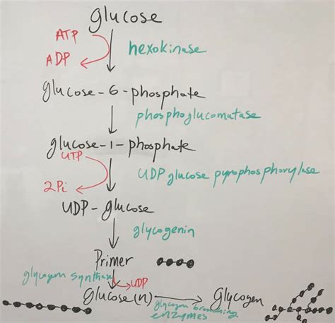 Glycogen Synthesis - Food Science Toolbox