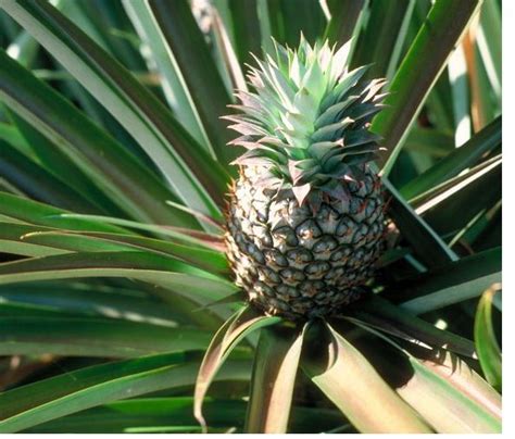 image of pineapple fruit tree.JPG