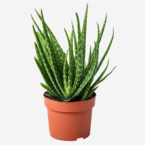 American Aloe Plant Indoor