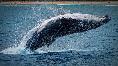 Threats to Whales and their Habitat - Scientia Magazine