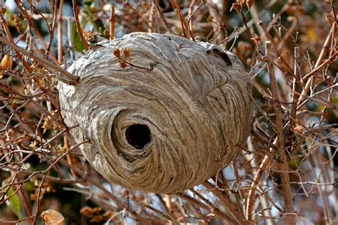 Hornet Nest in a Small Tree Stock Image - Image of mosaic, branches ...