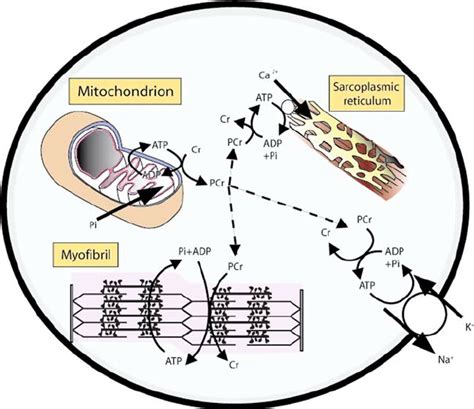 Main functions of the creatine-phosphocreatine (Cr-PCr) system in a... | Download Scientific Diagram