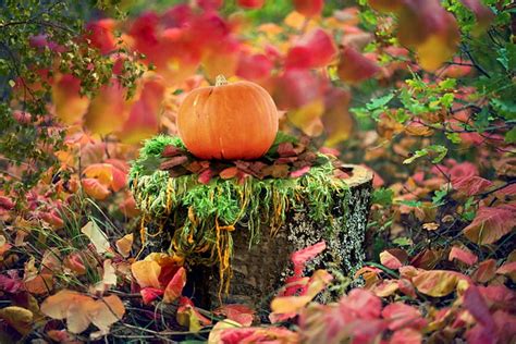 Fall colors, fall, colors, leaves, october, HD wallpaper | Peakpx