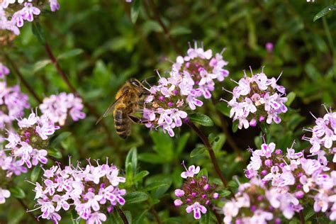 7 of the Best Thyme Varieties for Your Herb Garden