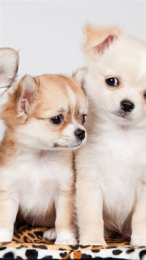 Puppies Wallpaper For Android - 2021 Android Wallpapers