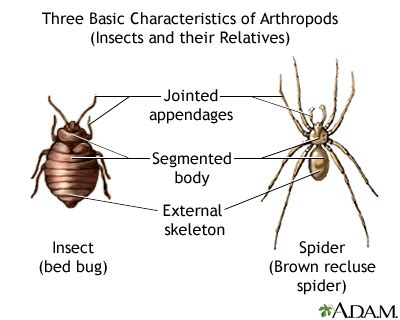 Arthropods - basic features: MedlinePlus Medical Encyclopedia Image