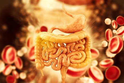 Zymogen granules Definition and Examples - Biology Online Dictionary