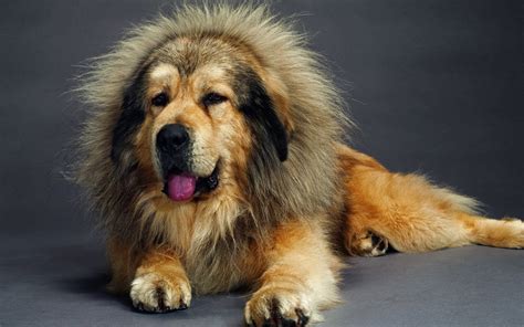 Beautiful Tibetan mastiff wallpapers and images - wallpapers, pictures ...