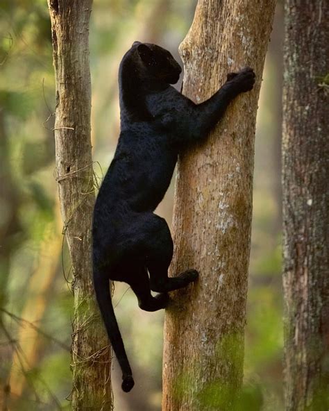 Pin by Pinner on Animal Beauty | Black panther, Wild cats, Panther cat