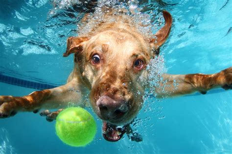 Dogs Underwater Wallpapers - Top Free Dogs Underwater Backgrounds ...