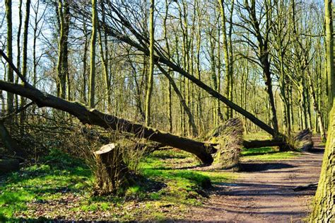 Falling trees stock image. Image of forest, falling, healthy - 89832967