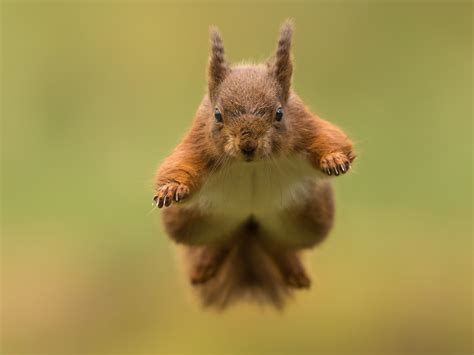 Wallpaper Squirrel jumping, blurry background 2560x1920 HD Picture, Image