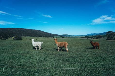 Zoodoo Wildlife Park,Tasmania | Wildlife park, Tasmania, Wildlife