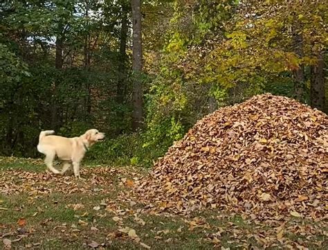 'Stella' Maine's Most Famous Leaf Pile Jumping Dog Is Back