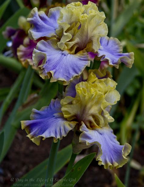 Schreiner’s Iris Garden | Welcome to Erin's World