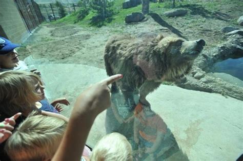 Pocatello Zoo to receive $1,000 donation for new bear exhibit | Local | idahostatejournal.com