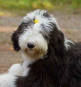 Old English Sheepdog Information & Dog Breed Facts | Dogell.com