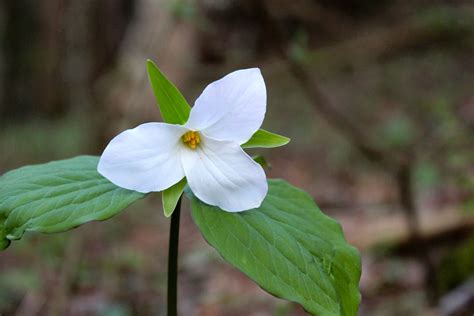 White Trillium | Trillium, Wild flowers, Trillium plant