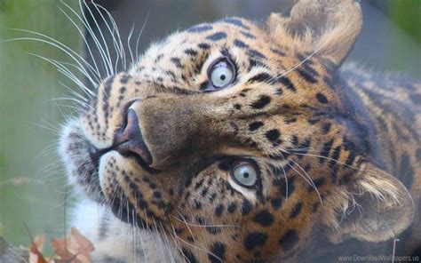 Free download | HD PNG big cat eyes leopard muzzle predator wallpaper background best stock ...