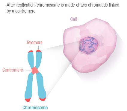 DNA and genomes