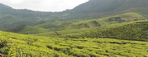 Tata Tea Museum , Munnar - Experience Kerala