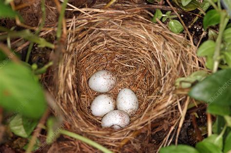 White-breasted Nuthatch Eggs - Stock Image - Z892/0449 - Science Photo Library