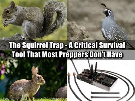 Best Squirrel Traps for Preppers - A Beginner's Guide