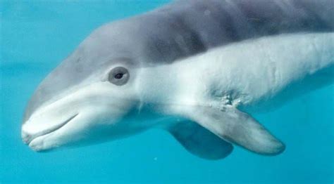 Spectacled Porpoise — Porpoise Conservation Society