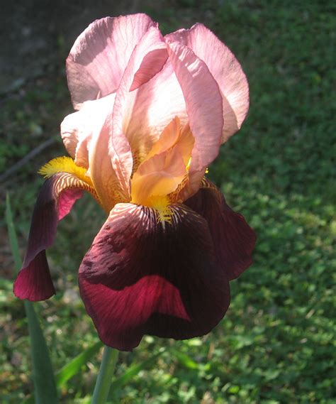 Pink And Maroon Iris Free Stock Photo - Public Domain Pictures